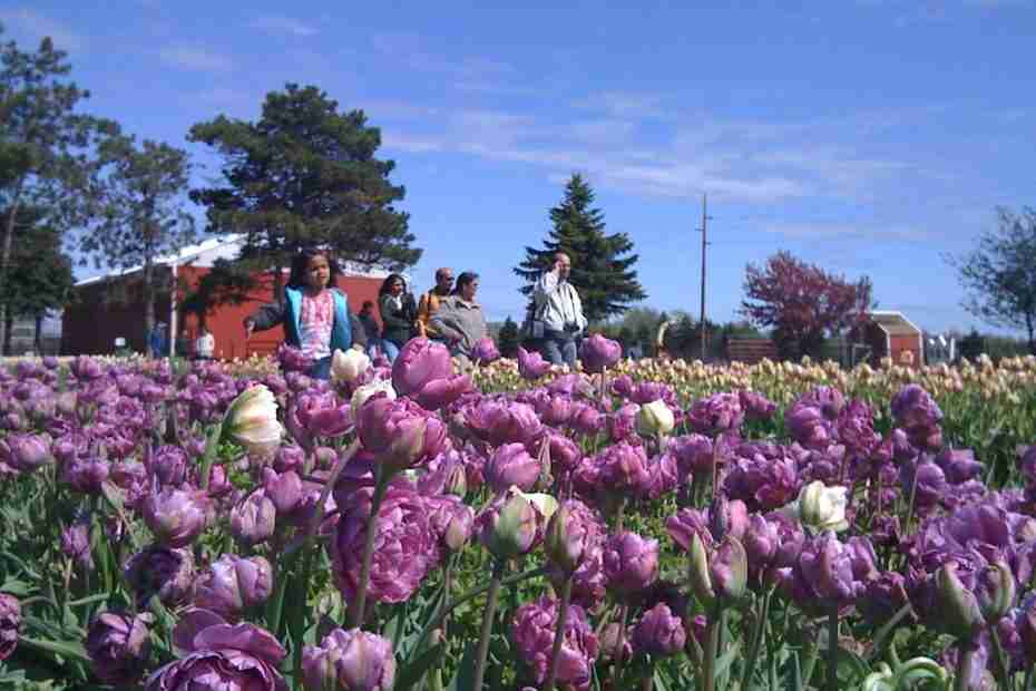 visiting Tulip Time Festival, holland michigan